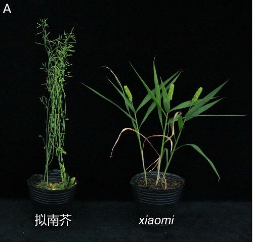 科學家成功構建碳四禾谷類模式植物體系，為谷類作物研究開辟新路徑