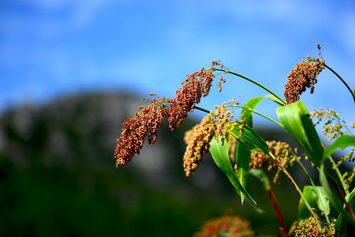 高粱釀酒 茅臺(tái)的獨(dú)特魅力與谷類作物酒的多樣風(fēng)采