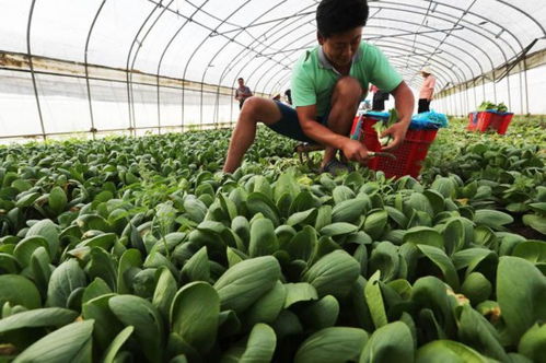 上海植物工廠萬畝蔬菜綠油油，5.5折供應(yīng)百姓餐桌
